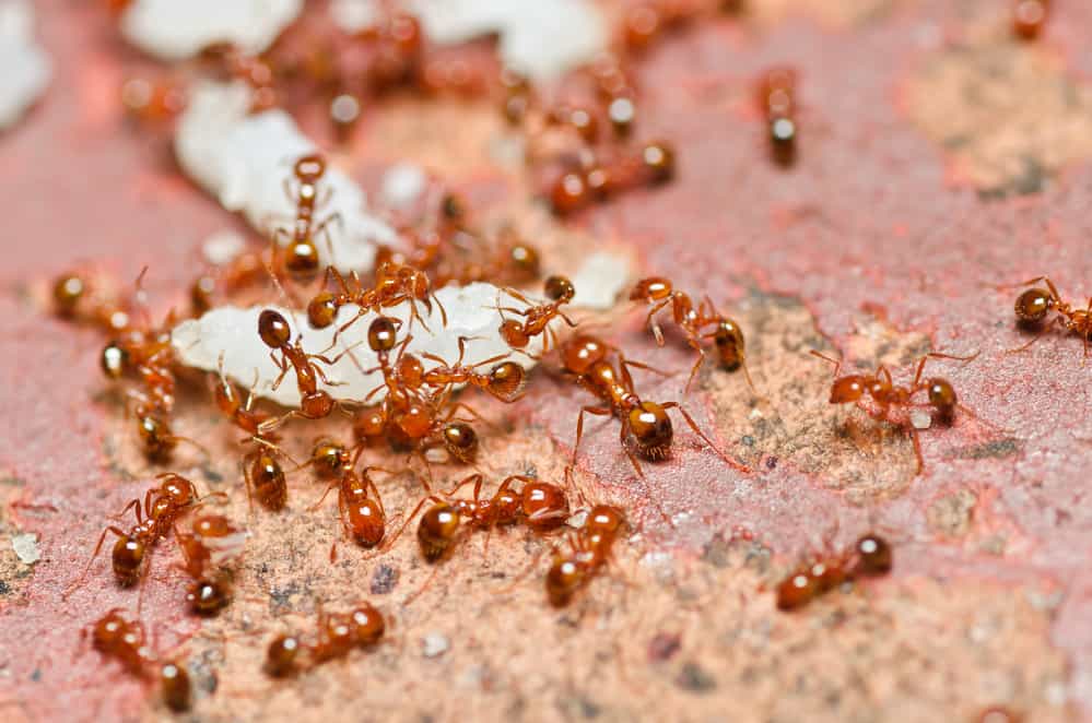 fire ants infestation