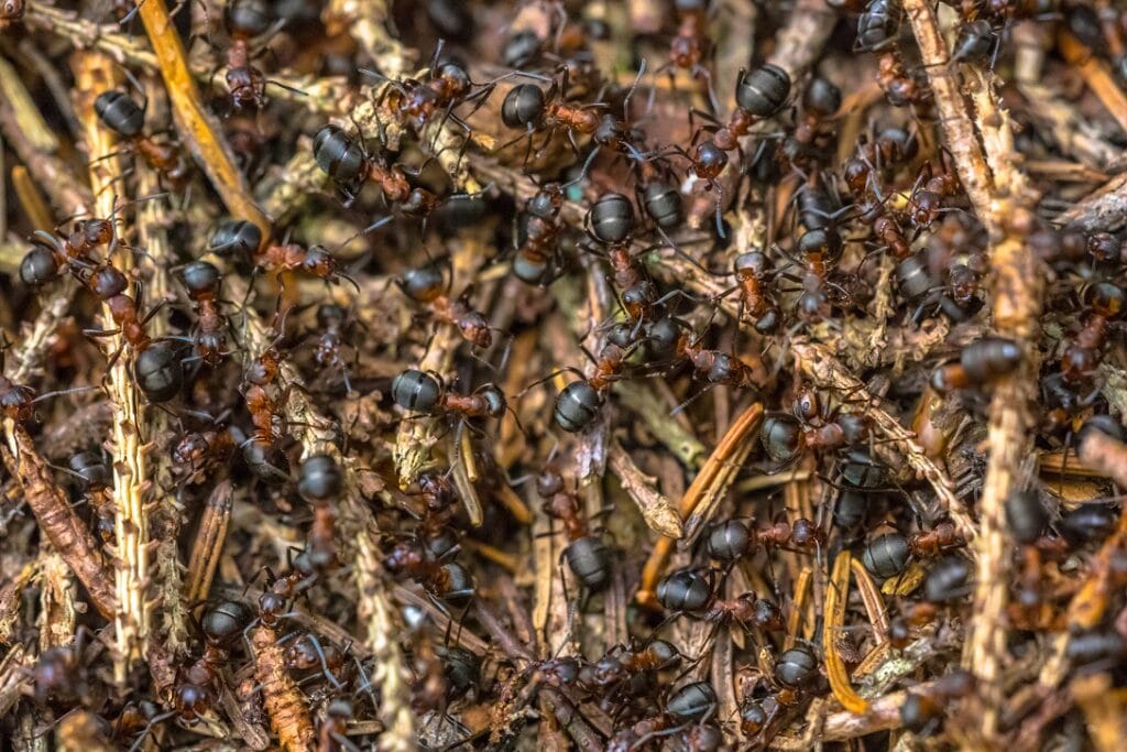 Formica Ants working together in colony hill