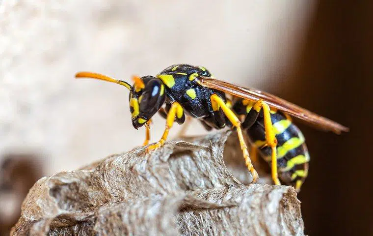 paper-wasp-crawling-on-her-nest