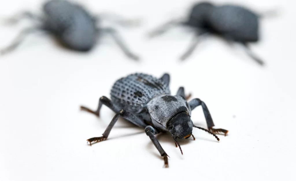 Risks Of Beetle Infestation