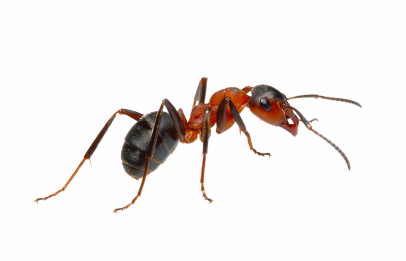 Coastal brown ant
