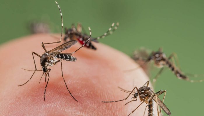 Mosquito bites are harmful to humans and other mamals