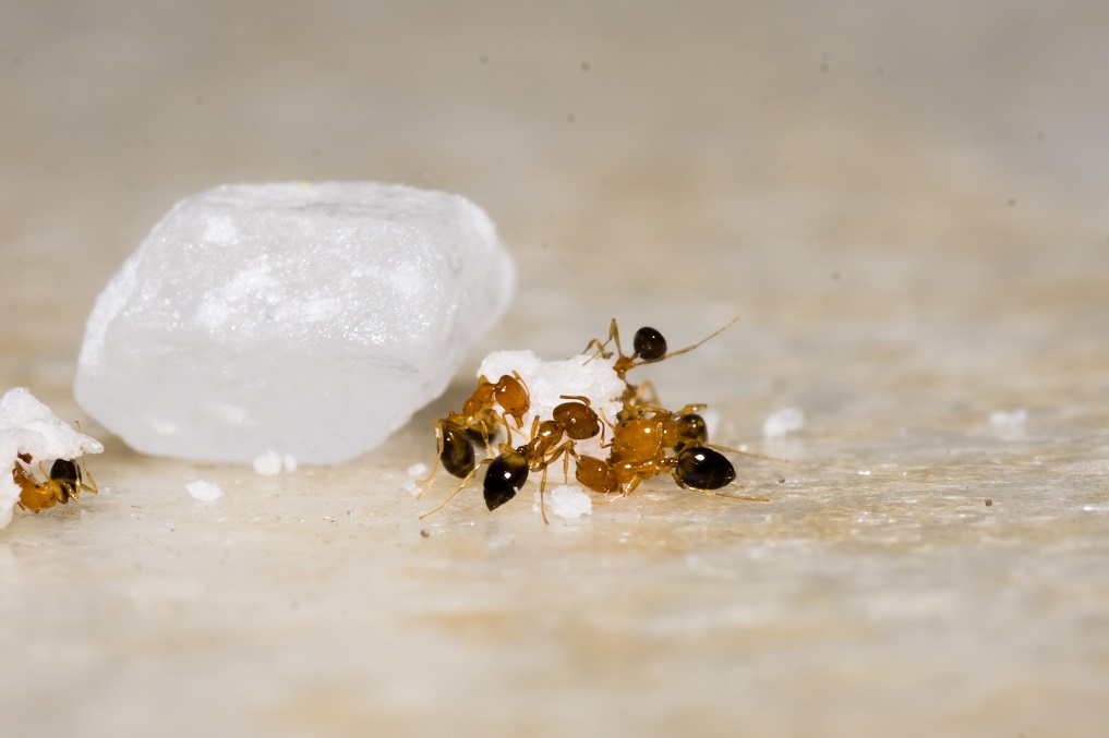 Risks Of Ants Infestation