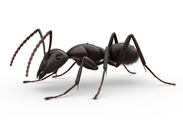 Blackhouse ant
