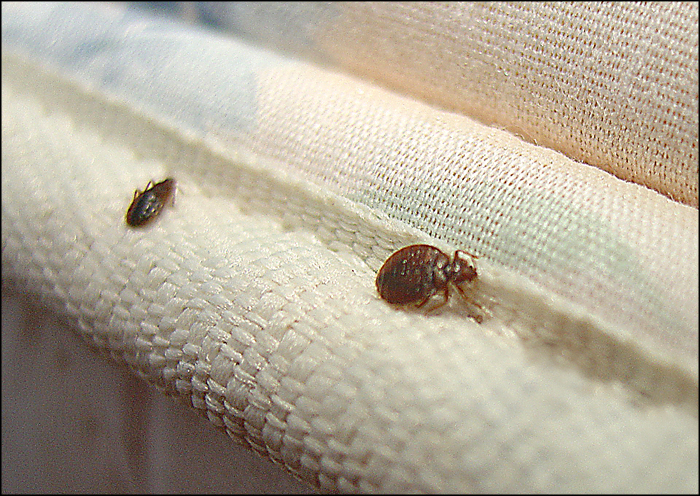 Bed Bug Pest Control Treatment