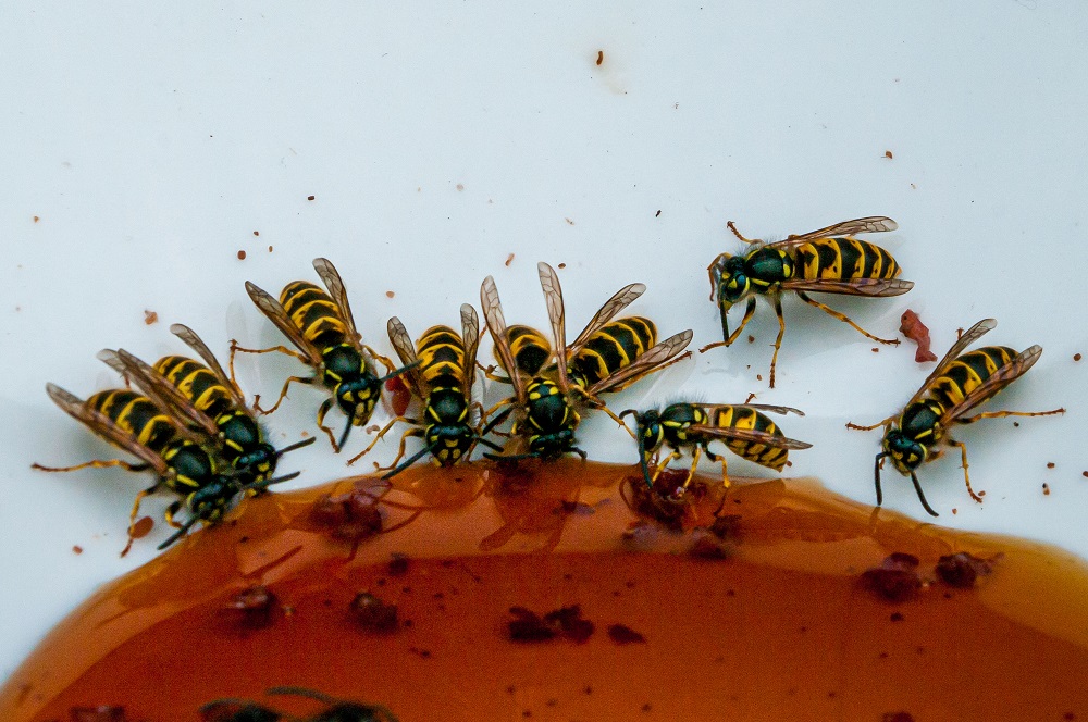 Wasp Control Services In Melbourne