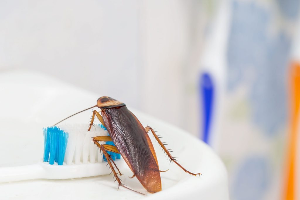 Cockroach Pest Control in Melbourne