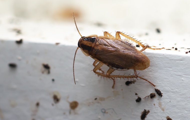 Risks Of Cockroaches Infestation