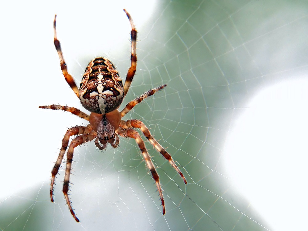 Spiders Pest Control in Melbourne