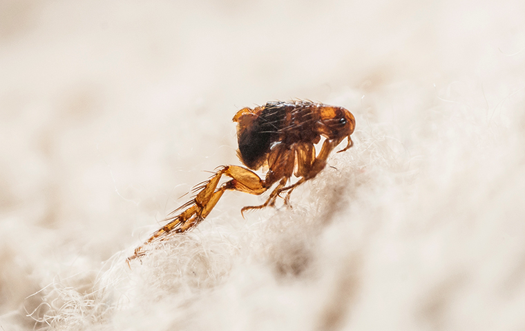 Signs of Fleas Inhabitation