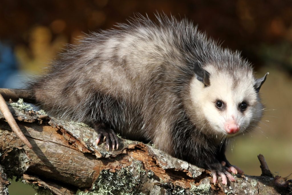 Risk Of Possum Inhabitation