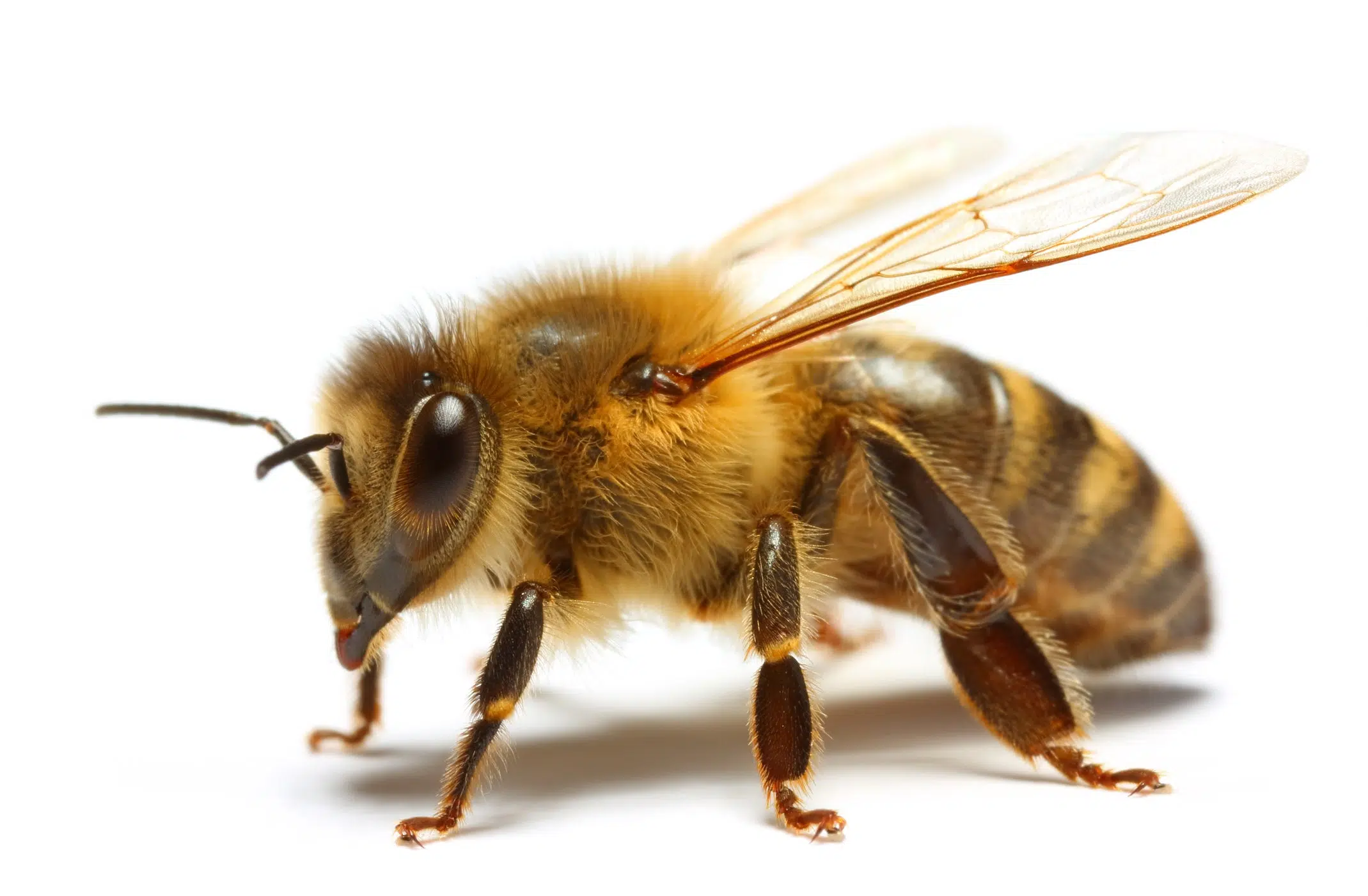 The honey bee