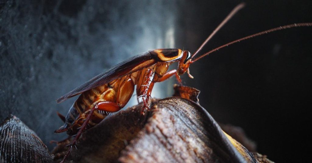 Cockroach Control in Melbourne