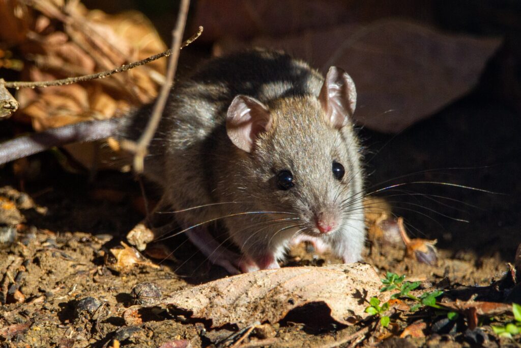Signs of Rodents inhabitation