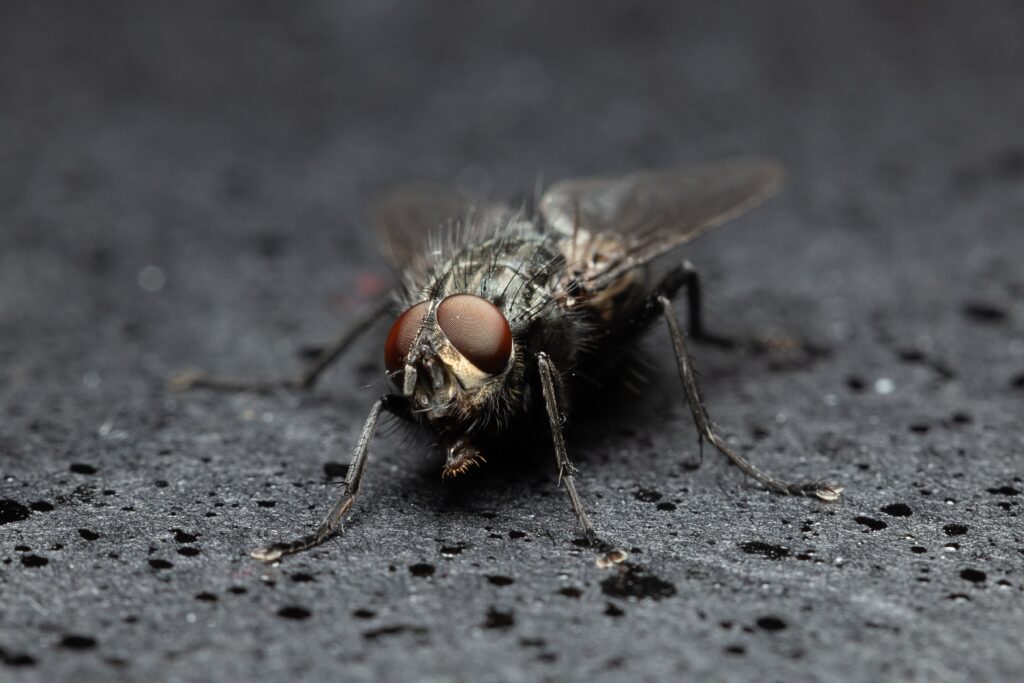 Signs of Fly infestation