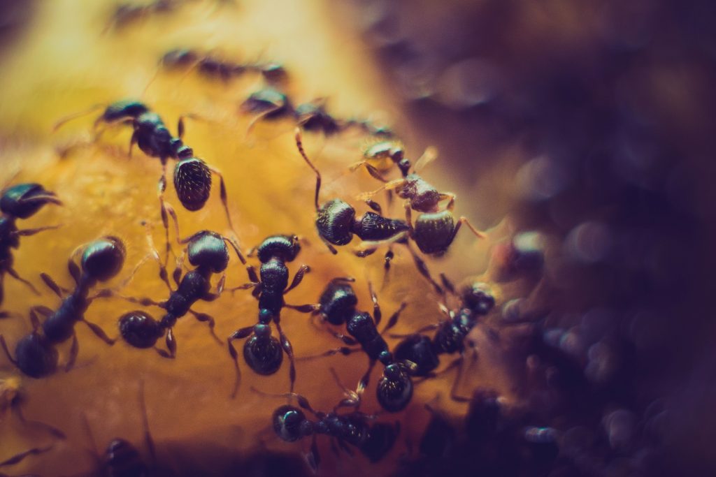Ant Control Services In Melbourne