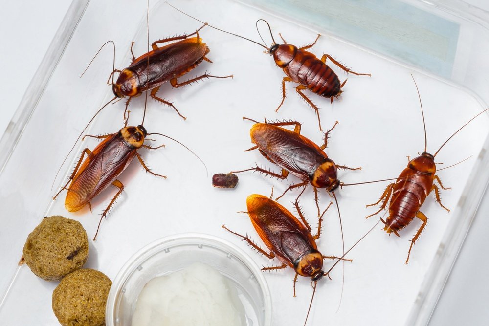 Causes of Cockroaches Infestation