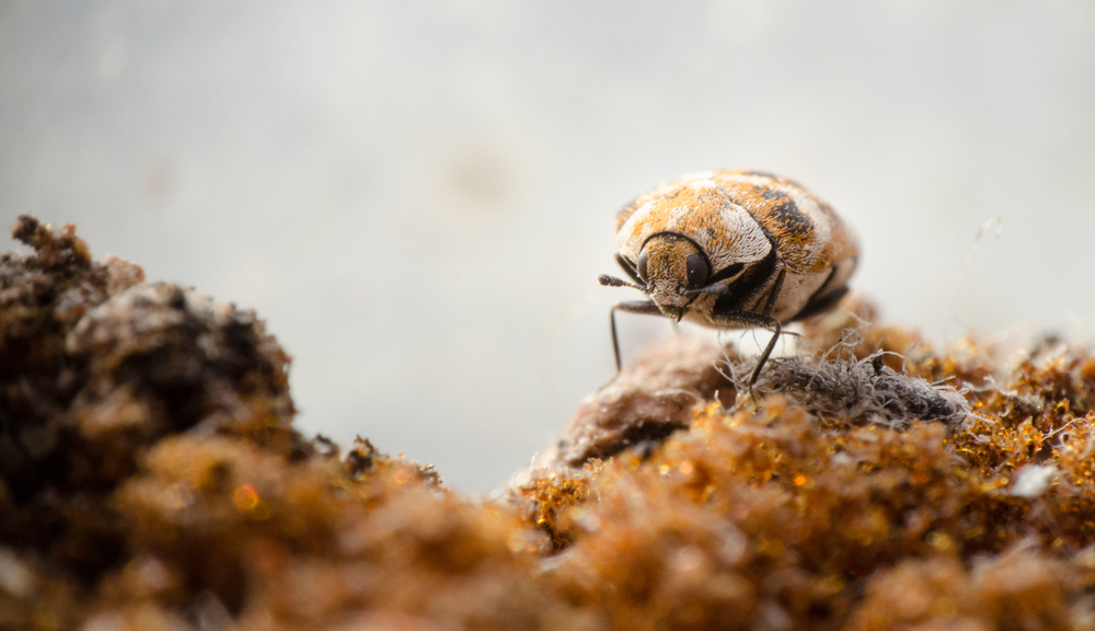 Signs of Beetle inhabitation