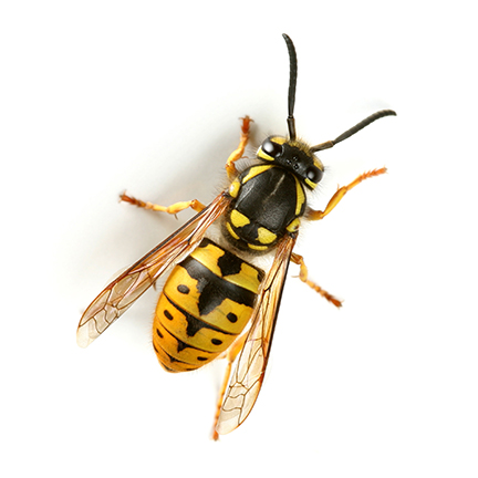 The social wasp