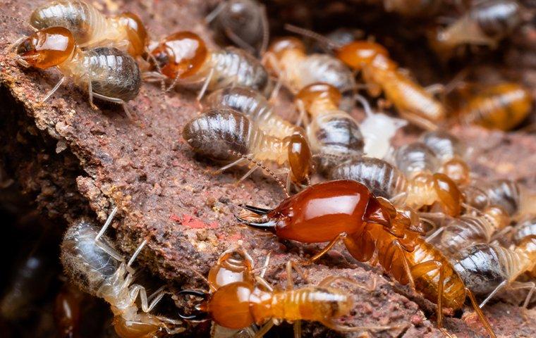 Wood Borer Treatment In Melbourne