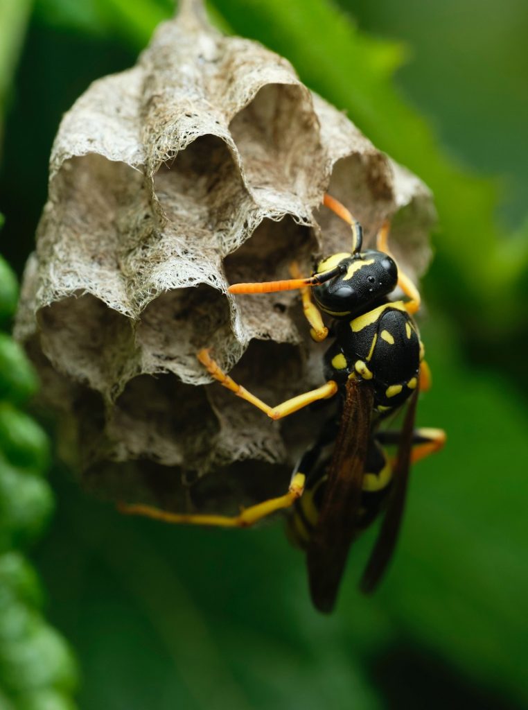 Signs of Wasps inhabitation