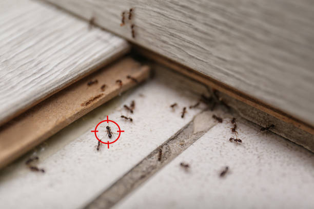 Five Signs You Might Have Ant Infestation & Need Ant Pest Control
