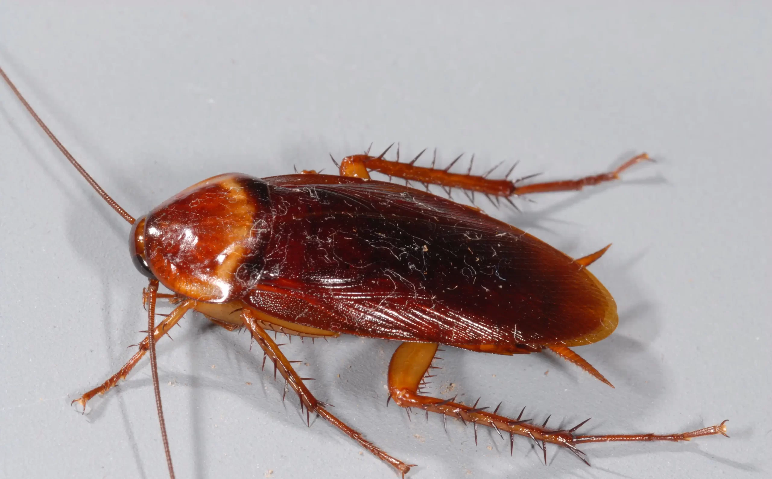 American Cockroach control melbourne