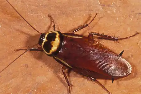 Australian Cockroach control melbourne
