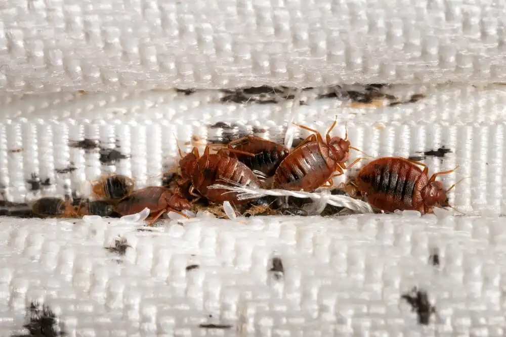 Bed Bugs control melbourne