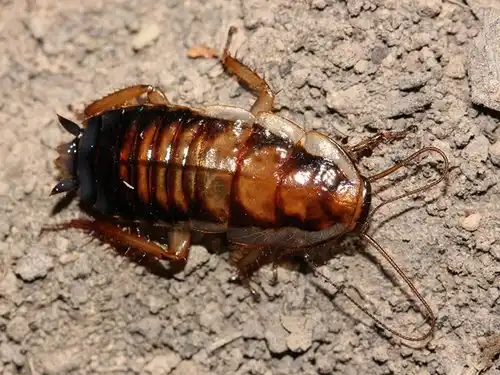 Common Shining Cockroach control melbourne