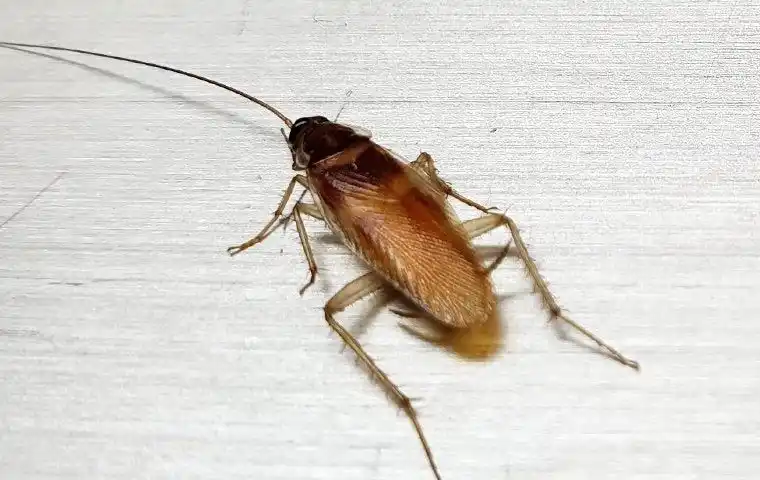 German Cockroaches control melbourne