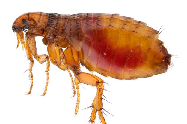 Human flea control melbourne