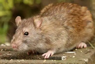 Norway rat removal melbourne