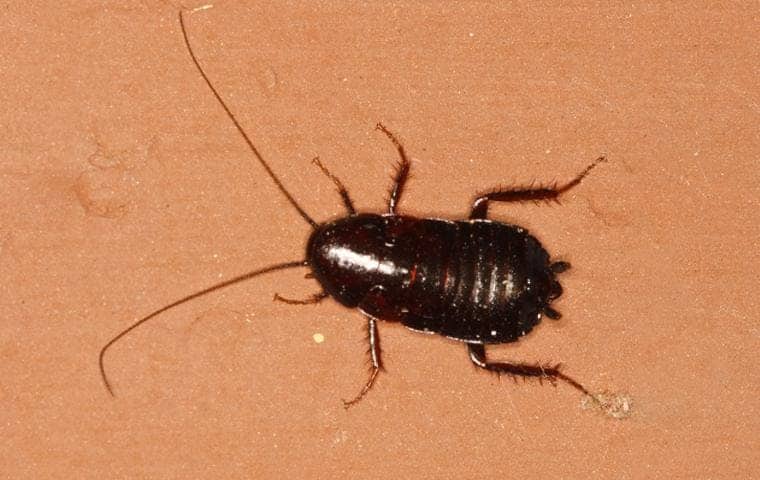 Oriental cockroaches control melbourne
