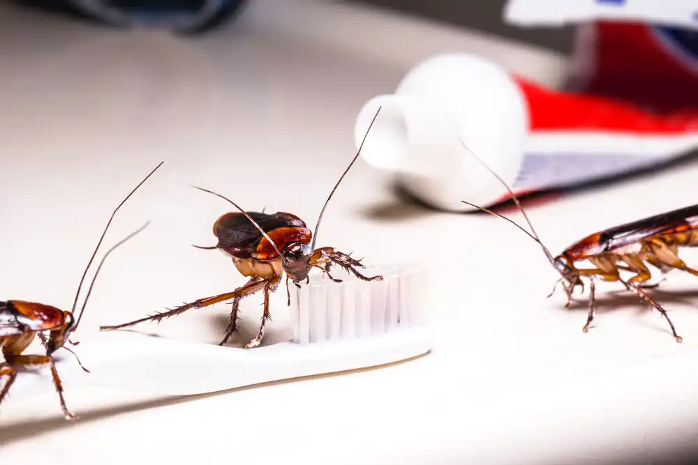 Same Day Cockroach Control Melbourne Service
