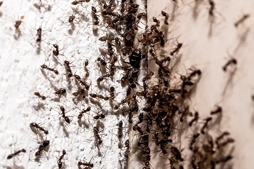 ant control melbourne
