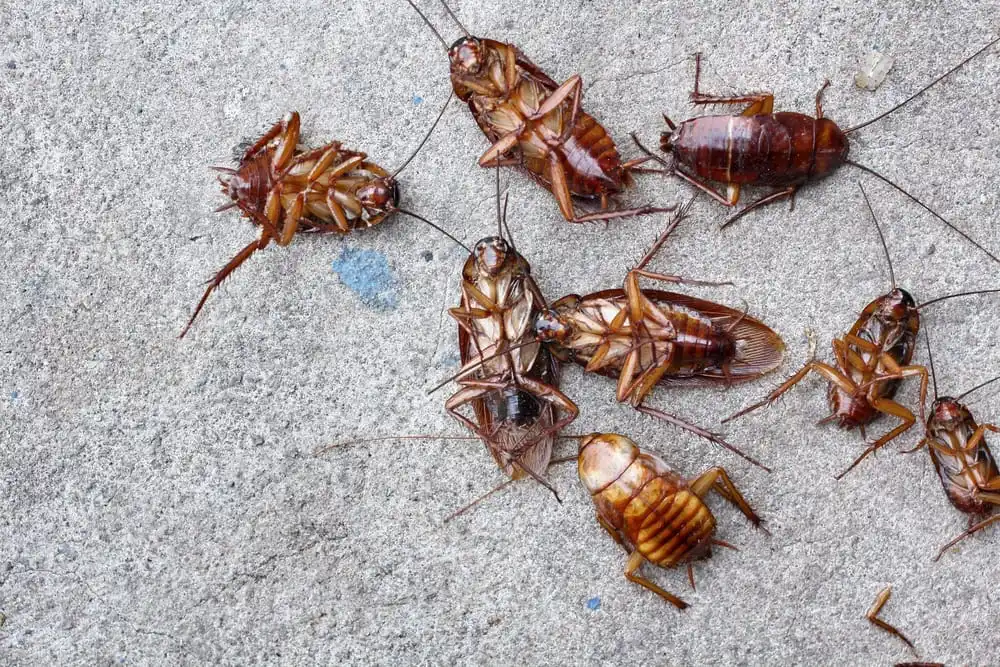 best pest control for cockroaches in melbourne