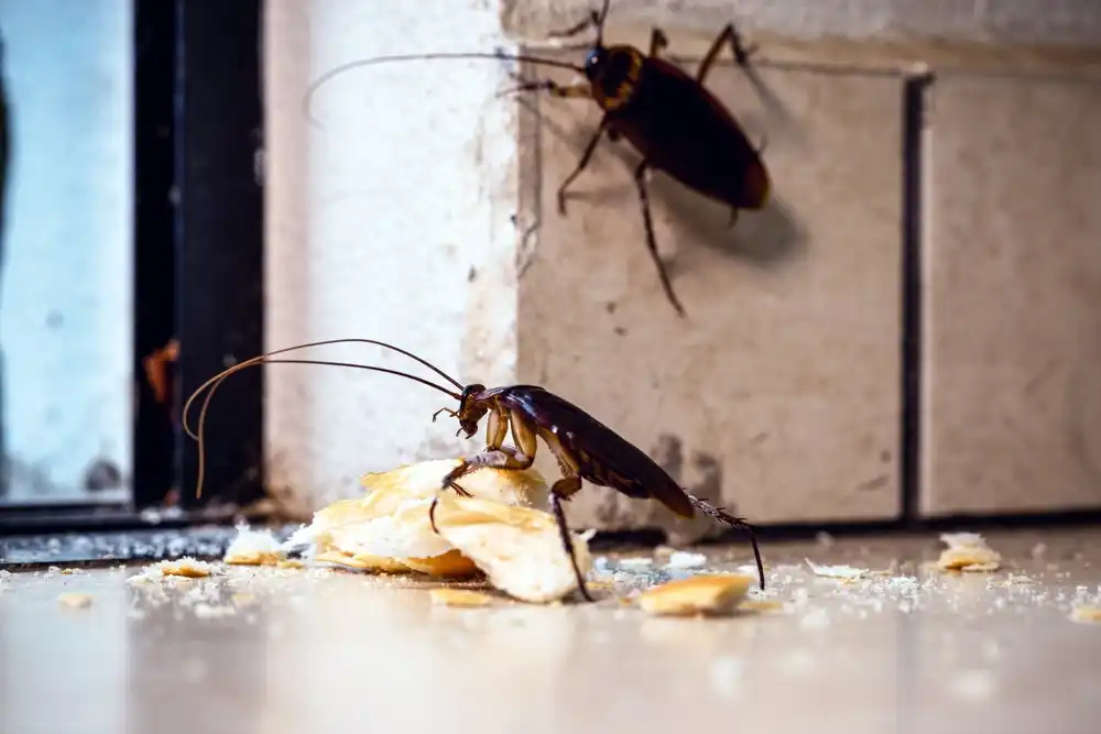 effective cockroach control melbourne