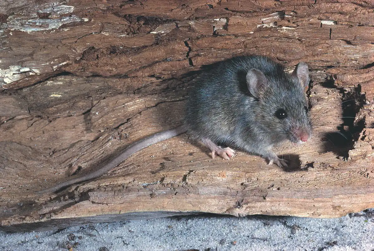 house mouse removal melbourne