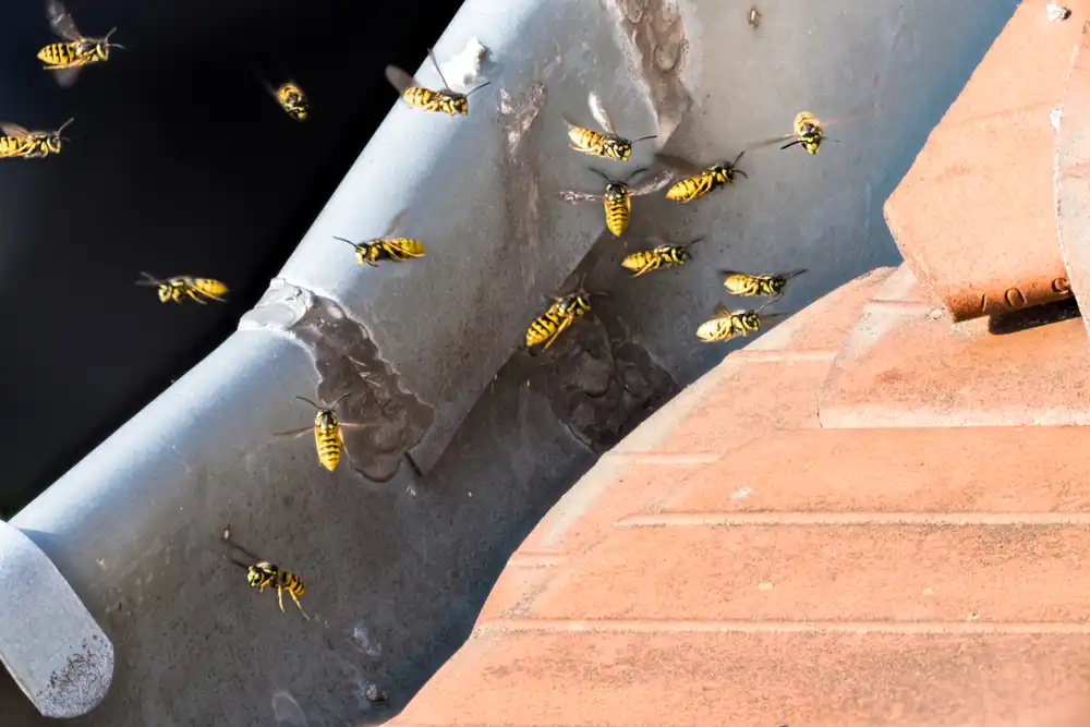 wasp nest removal melbourne