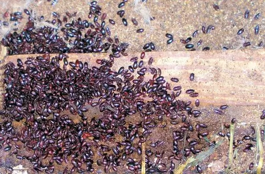 darkling-beetles-red