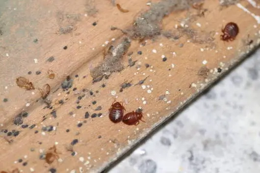 orbit Beg-Bugs