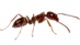 Argentine ant