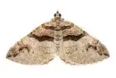 Barberry-Carpet-Moth-Alex-Hyde-scaled