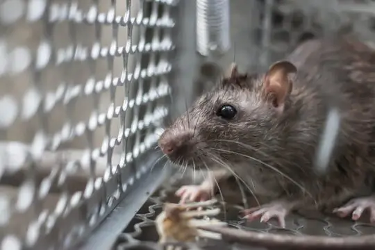 Best-Rat-Trap