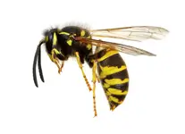 Common wasp
