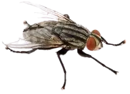 Flesh Flies