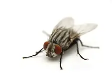 House Flies