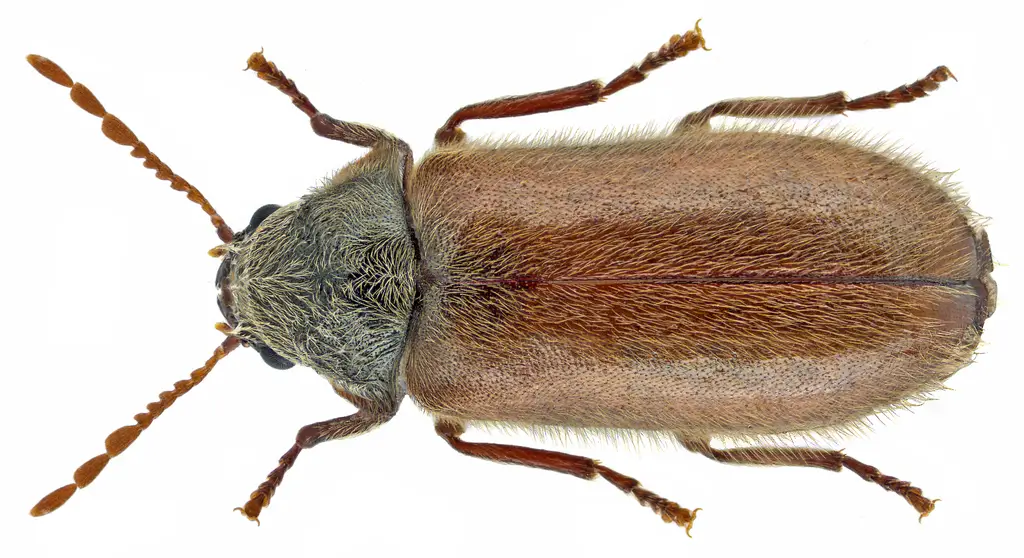 Lyctus Borer