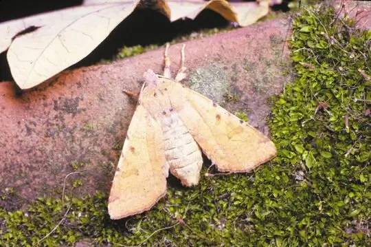Owlet moth
